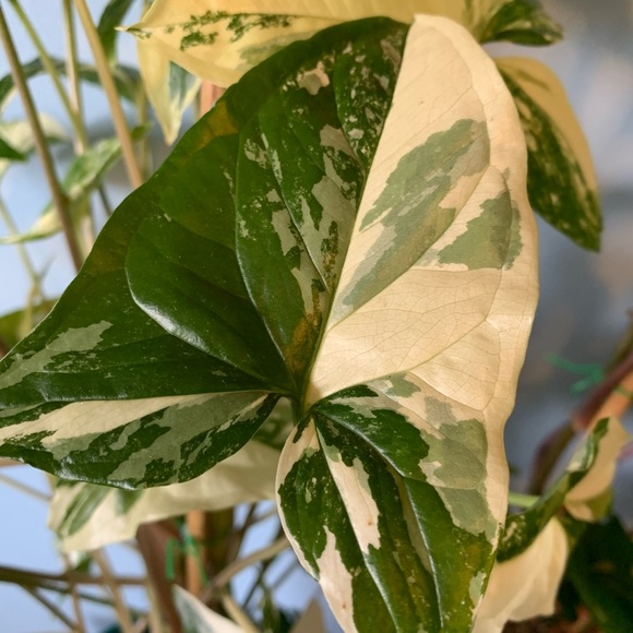 Meet your Posher, Mary - Picture 1 of 1